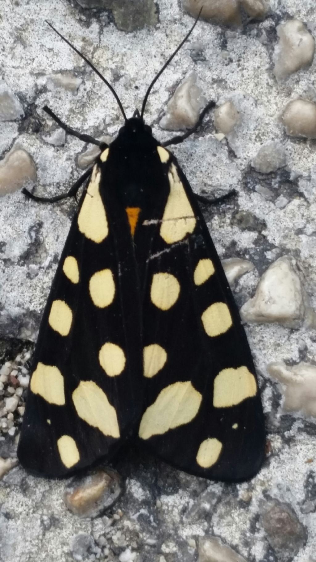 Che farfalla ?  Arctia villica (Erebidae Arctiinae)